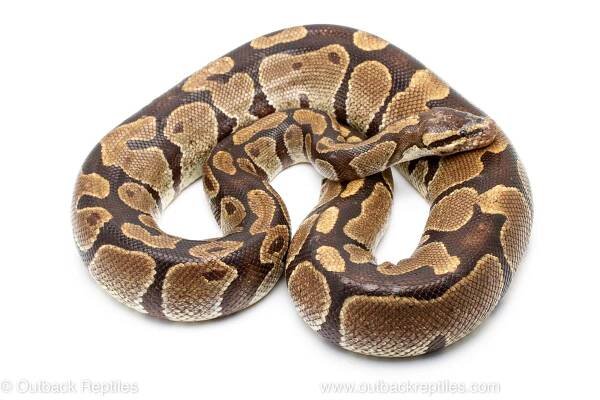 Volta ball python for sale