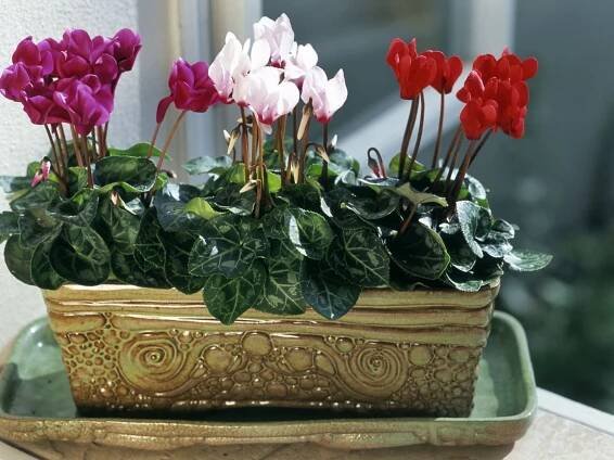 Brambořík/Cyclamen persicum