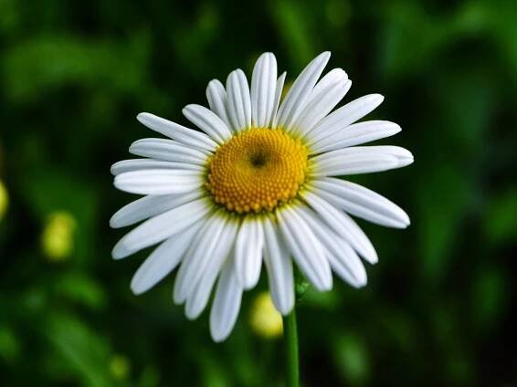 Blooming daisy in Reno, Northern Nevada
