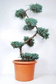 Jalovec šupinatý – Juniperus squamata ‘Blue Carpet’