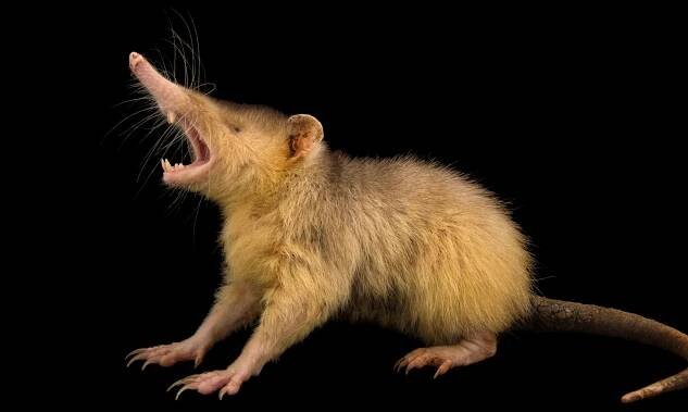 Absurd Creature of the Week: The Mystery of Solenodon, the Mammal That Bites Like a Snake