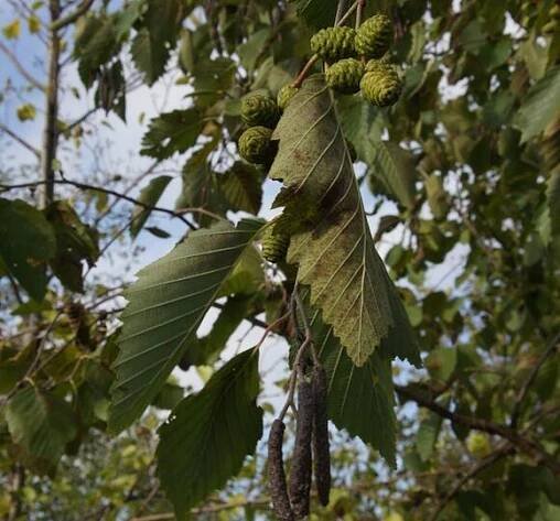 Olše šedá - Alnus incana