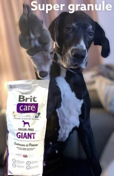 Brit Care Grain-free Giant Salmon & Potato - Bezobilná receptúra losos so zemiakmi pre dospelých psov obrích plemien (nad 45 kg) - Lekáreň Pharmatop