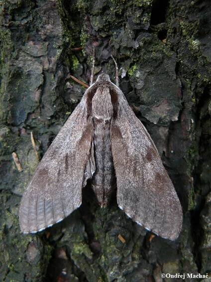Sphinx pinastri - lišaj borový | Sphingidae - lišajovití | Natura Bohemica