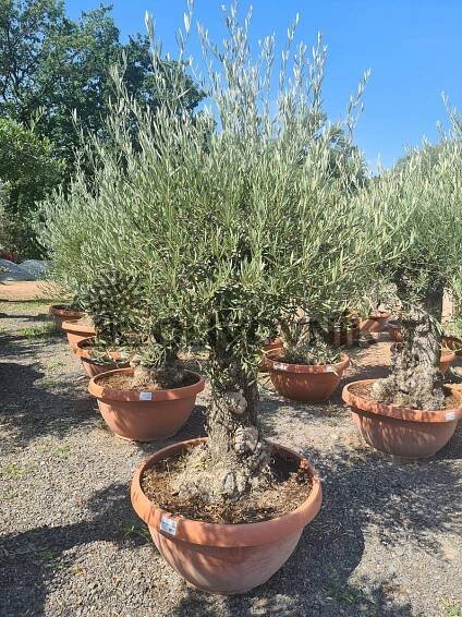 Olivovník Európsky - Bonsai Q75/Q90 - TOP CENA | Olivovníky, citrusy, palmy
