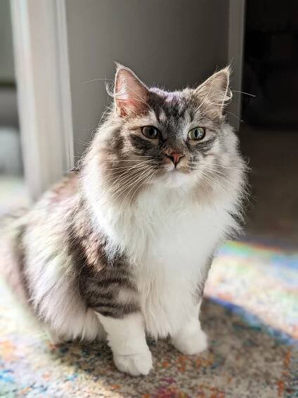 WINTERKOT Arwen