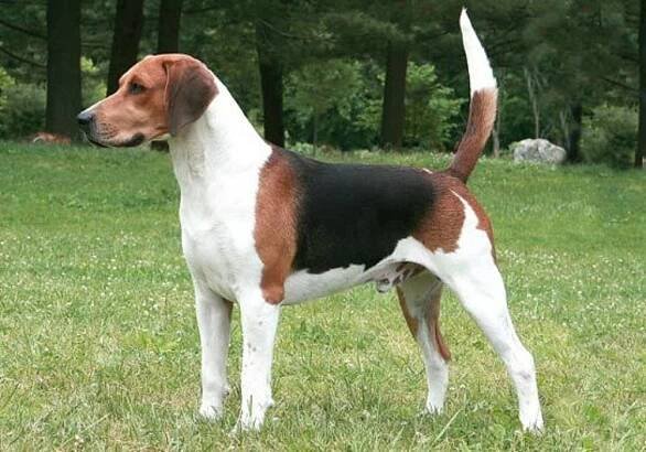 razas de perros de caza harrier
