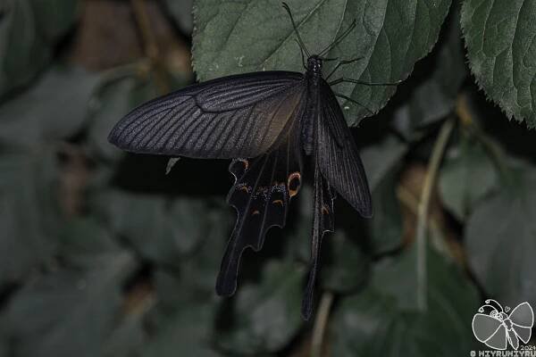 (M) Long-tail spangle swallowtail - Summer adults (Papilio macilentus)