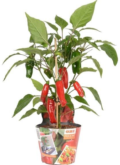 OBI Mini paprika Pick & Joy pr. květináče 14 cm, výška 40-50 cm