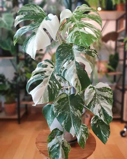 Monstera Albo Variegata: Everything You Need to Know