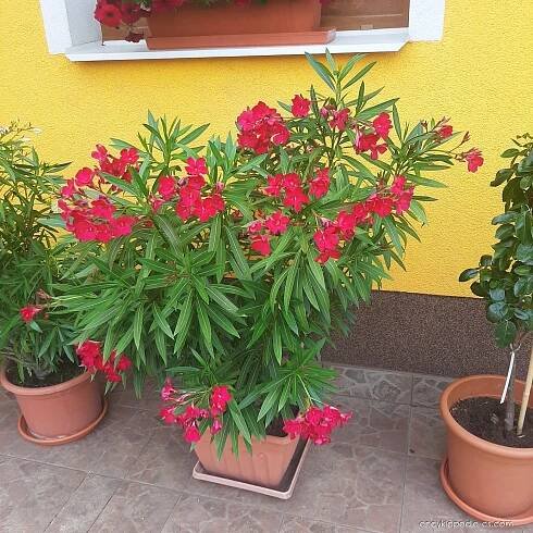 Oleandr obecný (Nerium oleander)