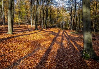 Bukový les na podzim (Zdroj: Shutterstock)