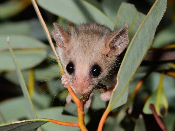 Mallee Cliffs National Park | Australian Wildlife Conservancy
