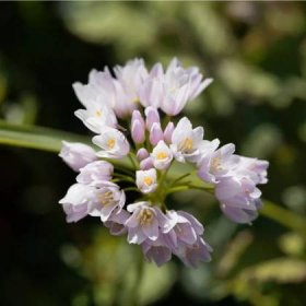 Česnek okrasný růžový – Allium roseum – česneky – cibule – pěstování