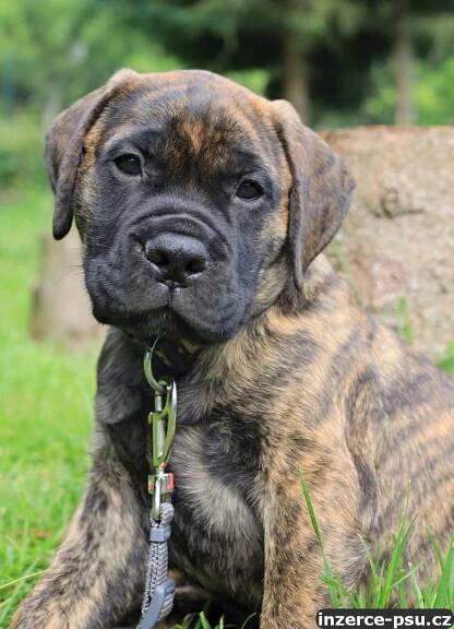 Bullmastiff