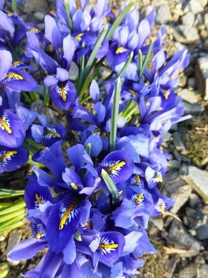 Kosatec síťkovaný - Iris reticulata Harmony, květy, květenství