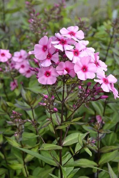 Phlox paniculata " Argus " - flox, plamenka Zahradnictví Krulichovi - zahradnictví, květinářství, trvalky, skalničky, bylinky