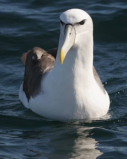 Thalassarche cauta - Wikimedia Commons