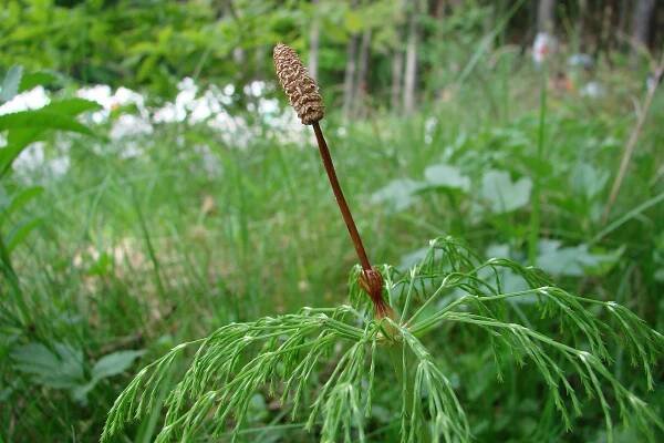 Obrázek - Equisetum sylvaticum (přeslička lesní) | BioLib.cz