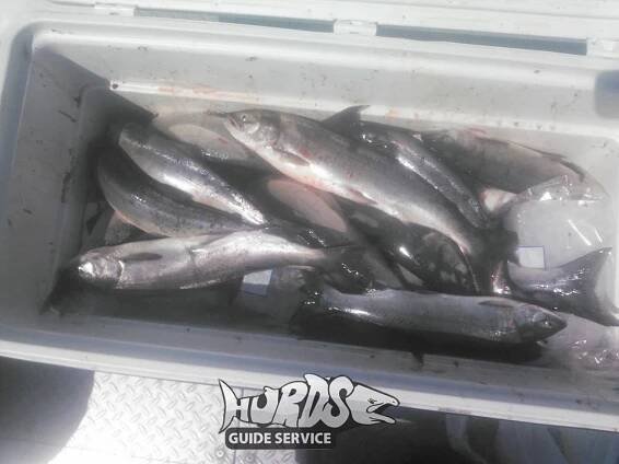 Brewster Sockeye | Hurds Guide Service