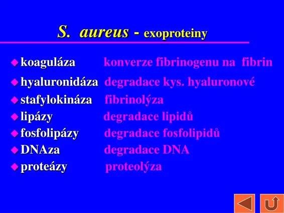 PPT - STAFYLOKOKY PowerPoint Presentation, free download - ID:6094439
