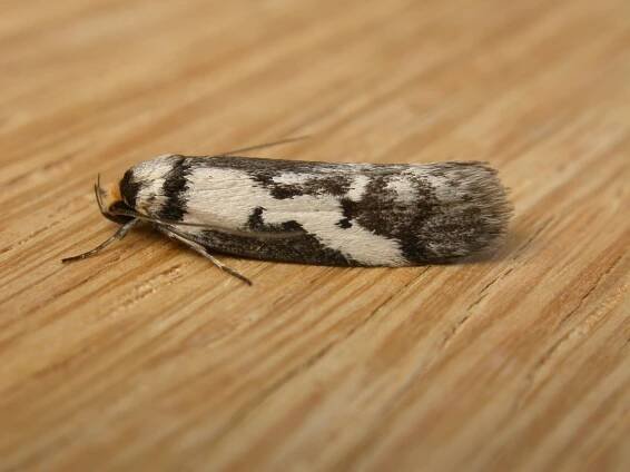 Philobota partitella