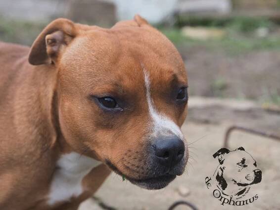 Staffordshire bull terrier 2024 - Galerie 2024 - stafbullterier.com