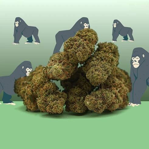 Gorilla Glue CBD [Indoor] - Kvalitní přírodní květina