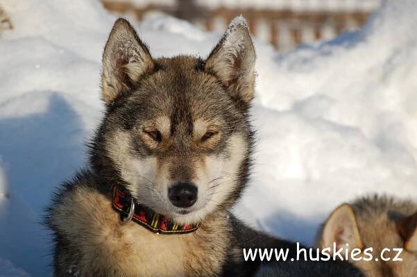 Jana Henychova, Siberian husky - Huskies.cz- Archiv 2012