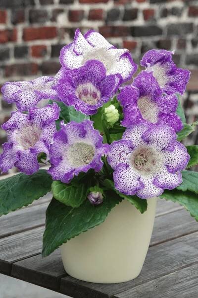Top 10 Houseplants for Your Home - Florissa