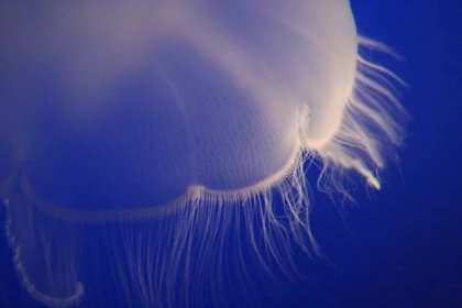 Čtyřhranka smrtelná, medúza s délkou až šest metrů