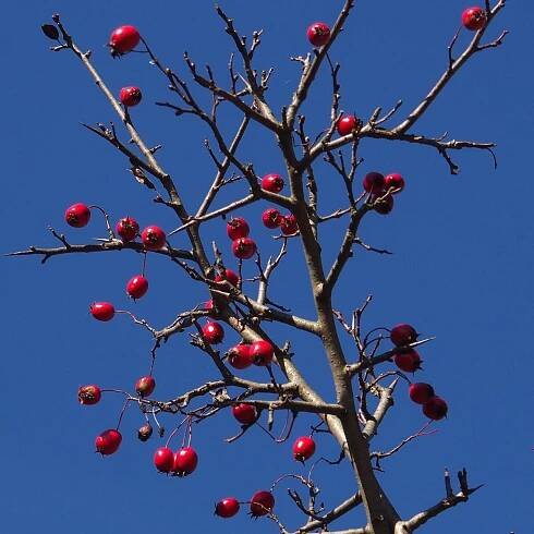 Súbor:(ms) Crataegus monogyna 10.jpg – Wikipédia