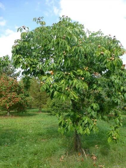 Jírovec Dupontův - habitus na podzim (Aesculus x dupontii var hessei)