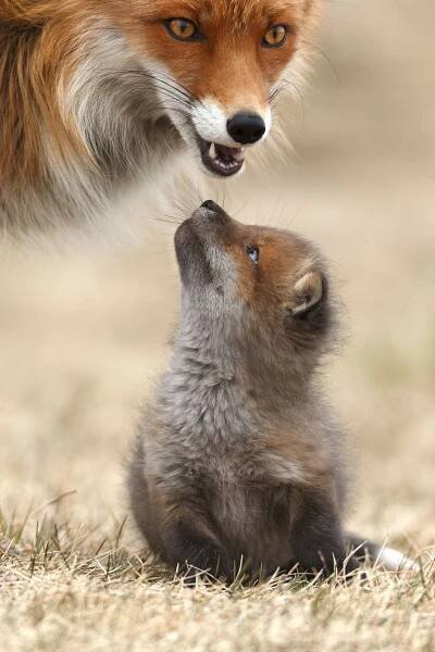 [изображение]
© Gabi Marklein — Сообщество дневниковских лис | Wilde tiere, Tiere, Säugetiere