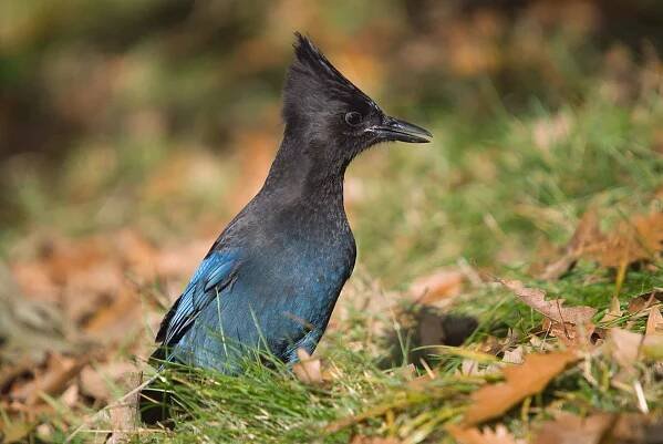Steller's jay