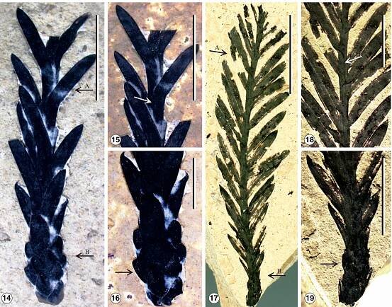 Figs. 14-19. Sequoia maguanensis sp. nov. 14. Leafy twig from Maguan County. Specimen DMS 0133. Bar = 1 cm. 15. Enlargement of the leafy twis in Fig. 14 (arrow A), showing linear leaves spirally arranged along the axis, decurrent bases (arrow). Bar = 1 cm. 16. Enlargement of the leafy twig in Fig 14 (arrow B), showing scale leaves spirally arranged in the base of the twig, with midrib on the abaxial surface (arrow). Bar = 0.5 cm. 17. Leafy twig fron Maguan County. Specimen DMS 0134. Bar = 1 cm. 18. Enlargement of the leafy twig in Fig. 17 (arrow A), showing linear leaves twisted and spirally ar ranged along the axis, with decurrent bases (arrow). Bar = 0.5 cm. 19. Enlargement of the leafy twig in Fig. 17 (arrow B), showing scale leaves spirall} arranged at base of twig (arrow). Bar = 0.5 cm. 