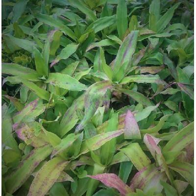 Kalísie voňavá / vonná - Callisia fragrans SAZENICE