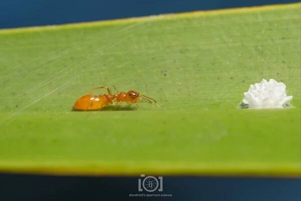 Silly long and slender (though she's a little pregger so she's chonky for her species) bright orange ant mimic jumping spider, Synemosyna petrunkevitchi, in the middle of a palmetto frond peering at her lumpy marshmallow floof egg sac