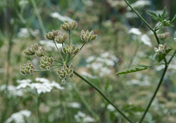 Torilis arvensis - tořice rolní | Apiaceae - miříkovité | Natura Bohemica