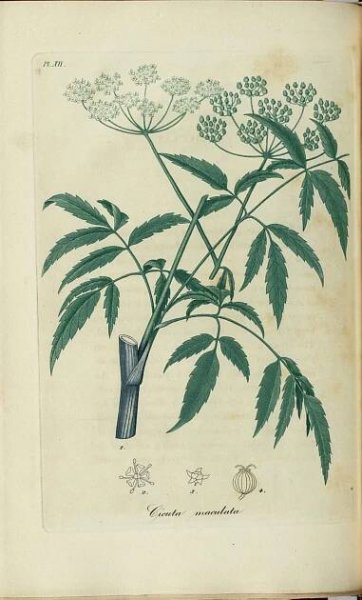 Soubor:Cicuta maculata, American hemlock (3528517290).jpg