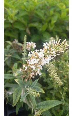 MOTÝLÍ KEŘ - BUDDLEJA - WHITE BALL