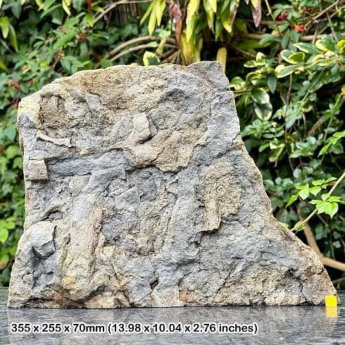 Freestanding Crustacean Burrows Trace Fossil with Base Cut - Upper Triassic, Aust Cliff, Bristol, UK - 100% Genuine Specimen with COA