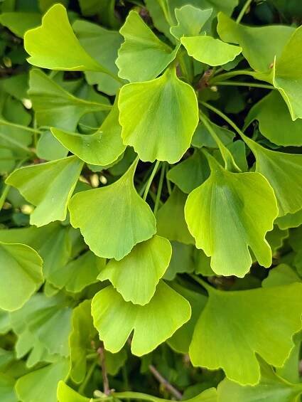 New foliage on the Ginkgo Goldspire™ emerges a rich shade of green, fan-shaped, and slightly curled. It keeps its color through summer, then turns buttery shades of yellow and gold in autumn before dropping.