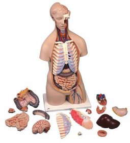 Torzo lidského těla - klasické - 16 částí - modely lidského torza
