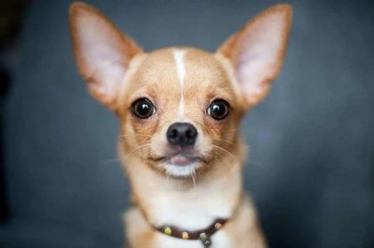 Seznamte se s čivavou, nejmenším psem na světě