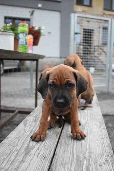 Rhodéský Ridgeback bez PP