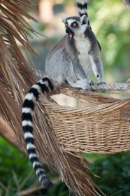 Ring-tailed lemur vocalizations