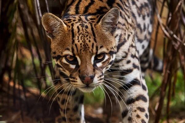Fascinující krása zvířete, které si lidé často pletou s leopardem: Podívejte se blíže prostřednictvím fotografií