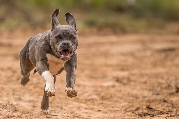 1000+ Unique Pitbull Names for Males and Females in 2025