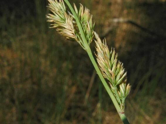 Obrázek - Dactylis glomerata subsp. lobata (srha laločnatá hajní) | BioLib.cz